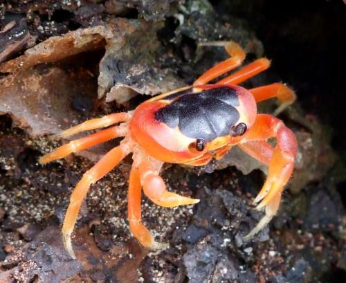 Réf. 114 606 : Gecarcinus lateralis