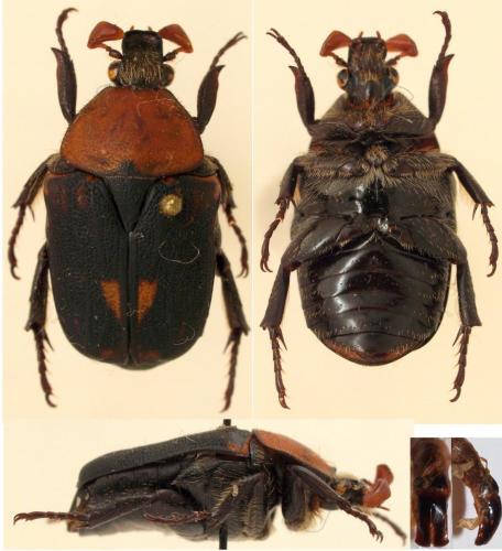 Rhinocoeta turbidus