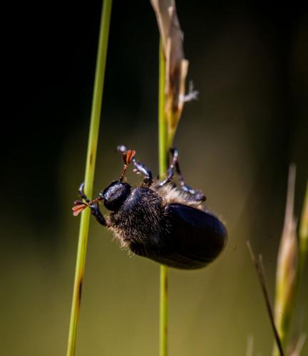 Amphimallon atrum