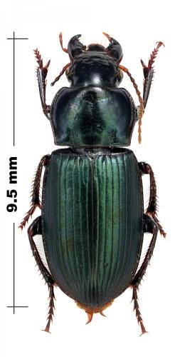 Harpalus honestus