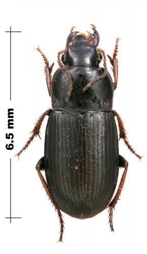 Réf. 114 234 : Harpalus sp.