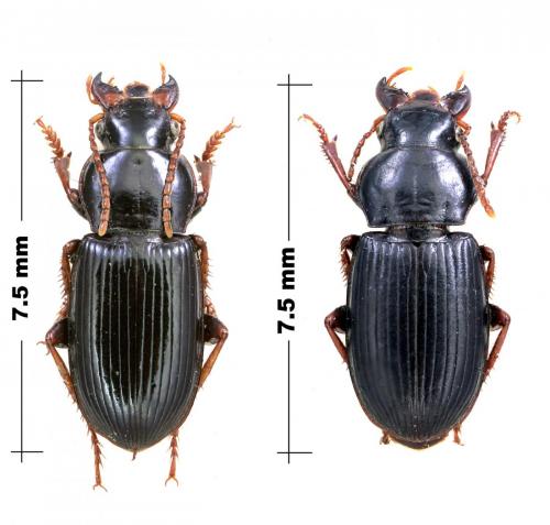 Harpalus sulphuripes