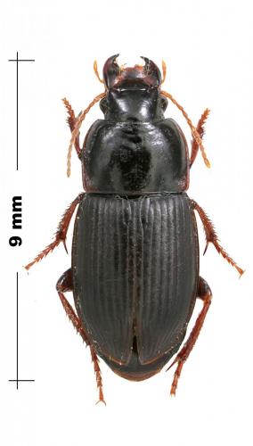 Réf. 114 042 : Harpalus sp.