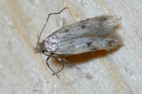 Réf. 114 085 : Borkhausenia nefrax