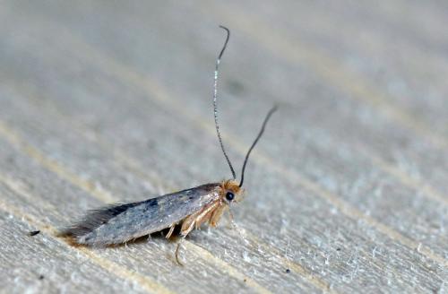 Réf. 114 127 : Tineinae inconnu