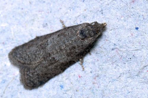 Réf. 114 134 : Cnephasia sp.