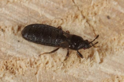 Dimorphopterus spinolae