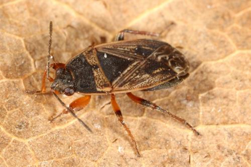 Réf. 114 861 : Trapezonotus sp.