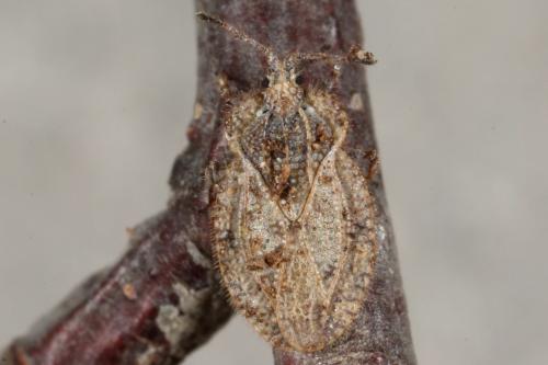 Réf. 114 841 : Tingis reticulata