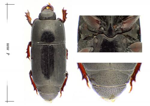 Platysoma lineare
