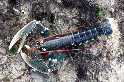 Réf. 114 602 : Homarus gammarus