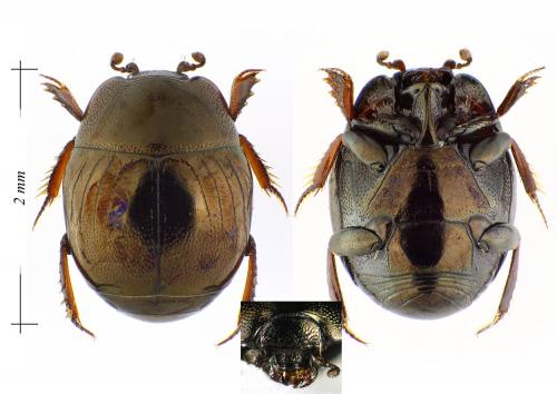 Réf. 114 363 : Hypocaccus rubripes