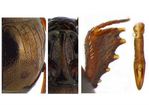 Réf. 114 461 : Hypocaccus rubripes