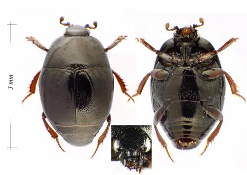 Réf. 114 328 : Chalcionellus aemulus