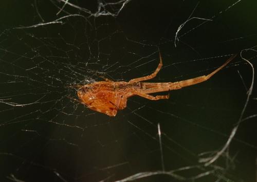Réf. 114 469 : Uloborus walckenaerius