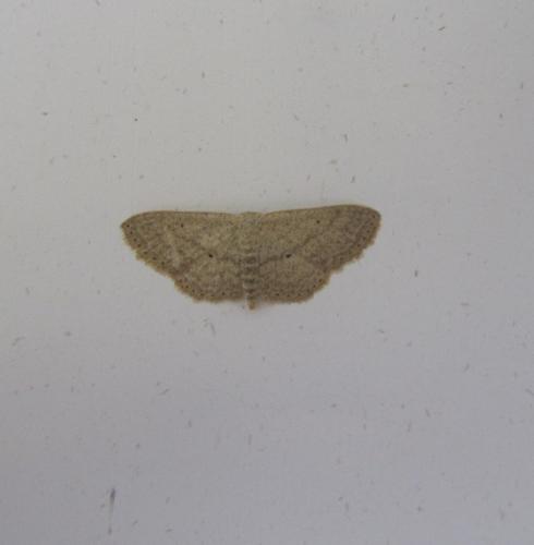 Réf. 114 019 : Scopula minorata