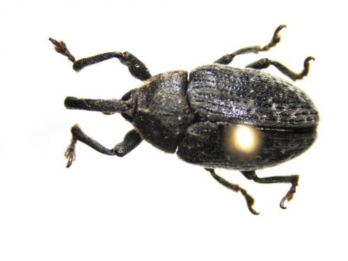 Larinus leuzeae