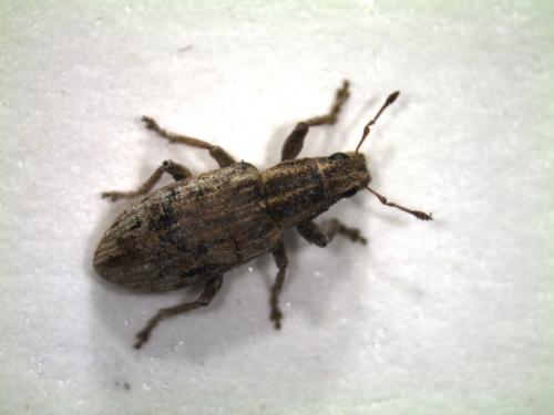 Sitona discoideus