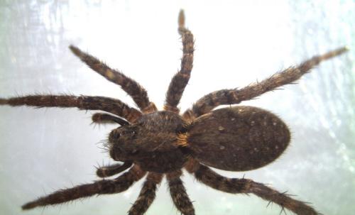 Alopecosa albofasciata