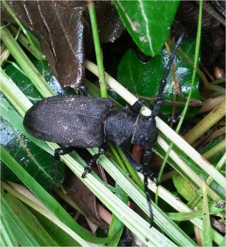 Lamia textor