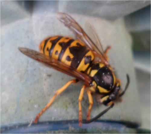 Vespula germanica