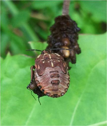 Carpocoris purpureipennis