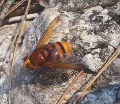 Volucella zonaria