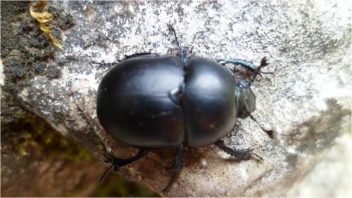 Réf. 114 661 : Trypocopris vernalis