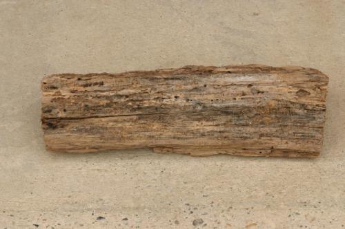 Purpuricenus sp.