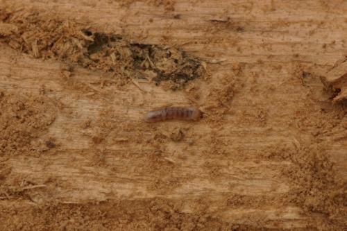 Stictoleptura fulva