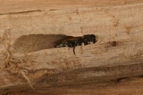 Stictoleptura fulva