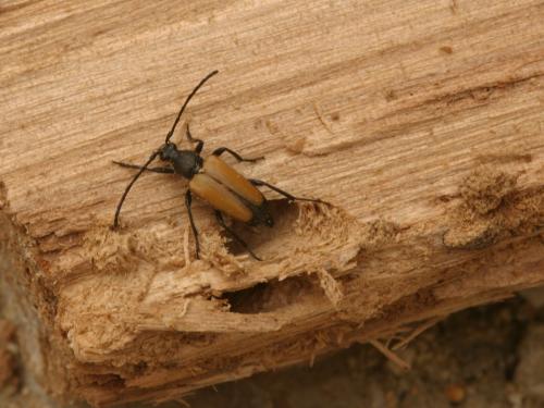 Stictoleptura fulva