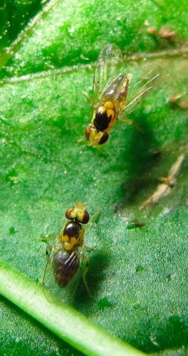 Gaurax sp.