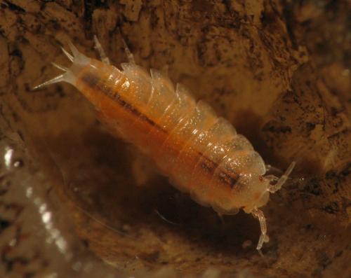 Phymatoniscus propinquus
