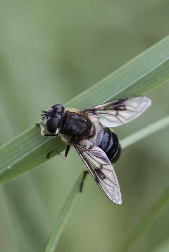 Réf. 114 907 : Eristalis rupium