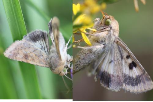 Helicoverpa armigera