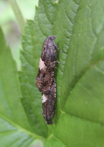 Epiblema sp.