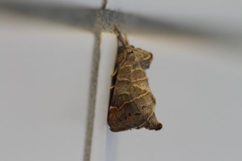 Réf. 114 821 : Clostera pigra