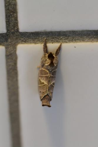 Réf. 114 820 : Clostera pigra
