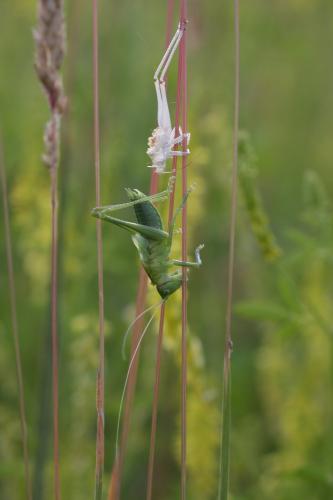 Tettigonia viridissima