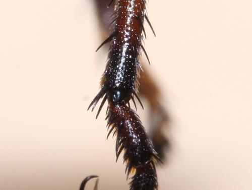 Antipalus varipes