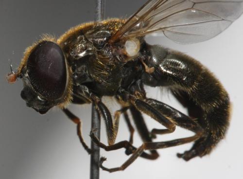 Cheilosia rufimana