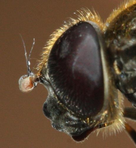Réf. 114 027 : Cheilosia rufimana