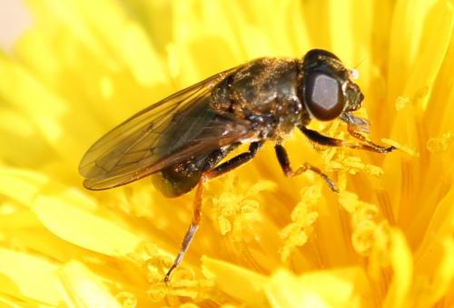 Réf. 114 745 : Cheilosia sp.