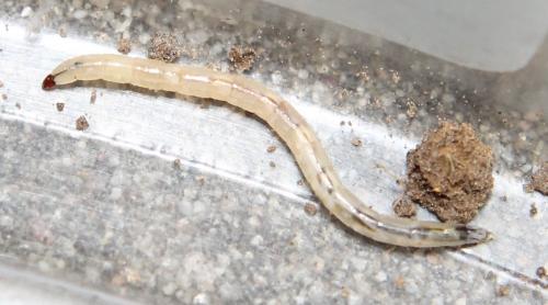 Thereva sp.
