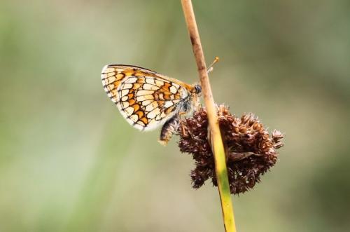 Melitaea parthenoides