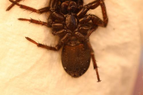 Réf. 114 073 : Pireneitega segestriformis