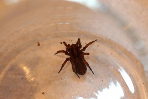 Trochosa sp.