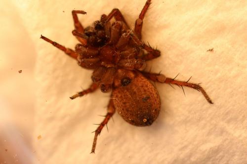 Trochosa sp.
