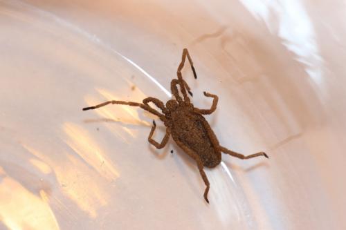 Trogulus sp.